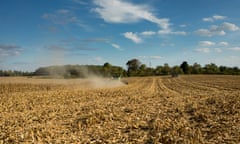 Bitter harvest … a cornfield in Indiana.