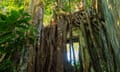 Strangler fig overgrown ruin, Ficus sp., Coastal rainforest, Mata Atlantica, Bahia, Brazil South America<br>2R2G0CW Strangler fig overgrown ruin, Ficus sp., Coastal rainforest, Mata Atlantica, Bahia, Brazil South America