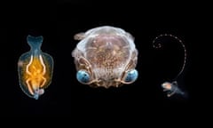 Left to right: a pelagic nudibranch, crab megalopa and soapfish all photographed at about 16 feet.