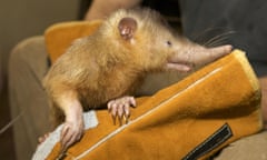 A rare Hispaniolan solenodon, Solenodon paradoxus.