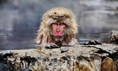 Snow monkey in Jigokudani Yaen-koen park, Japan, 2018. 