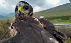 Hen harrier Shalimar with its tag