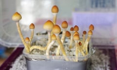 psilocybin mushrooms Psilocybe cubensis grow in a plastic box. horizontal