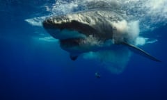 A great white shark near Guadalupe Island, Mexico: unprovoked shark attacks hit an all-time high in 2015.