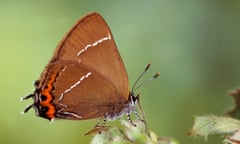 The white-letter hairstreak