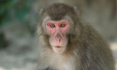 A macaque monkey