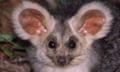 The greater glider