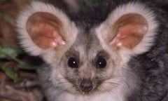 The greater glider