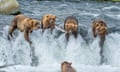 bears eye a salmon in Alaska, US