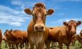 Beef cattle standing in a field