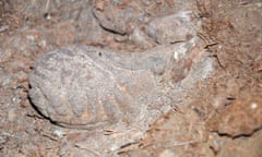 Moa coprolite partially excavated from the dry sediment which buried and helped preserve it for centuries, Dart River Valley, New Zealand.