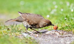 Song Thrush; Turdus philomelos; in process of bashing a snail to break the shell<br>Country Diary 18 August 2015 by Mark Cocker : Song Thrush; Turdus philomelos; in process of bashing a snail to break the shell