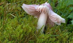 The pink waxcap or pink ballerina, Porpolomopsis calyptriformis.