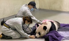 Tuan Tuan being cared for by zoo staff