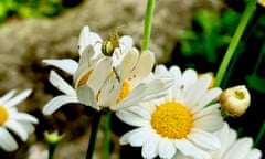 A common orb-weaver and spider on a flower.