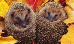 Hedgehogs