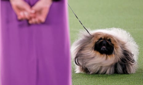 Wasabi the Pekingese wins best in show at Westminster Dog Show – video