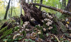 Fallen trees in the Bialowieza primeval forest, eastern Poland