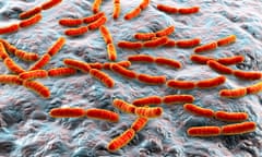 A computer illustration of Lactobacillus bacteria (depicted in red and orange), the main component of the human small intestine microbiome.