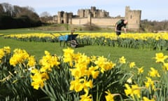 Spring daffodils in front of Alnwick Gardens.