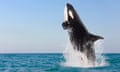 An orca leaps out of the ocean.