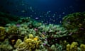 Coral garden and Yellow-striped fairy basslets with Angelfish and Golden damselfish, Great Barrier Reef, Queensland, Australia<br>Coral garden and Angelfish, Purple anthias, Golden damselfish