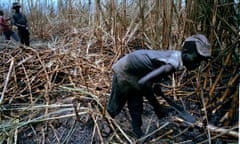 Sugar workers cut cane in the Barahono area of the Dominican Republic