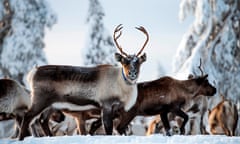 SWEDEN-CLIMATE-INDIGENOUS-SAMI<br>Reindeers from the Vilhelmina Norra Sameby, are pictured at their winter season location on February 4, 2020 near Ornskoldsvik in northern Sweden. - Once, the lynx, wolverines and eagles that preyed on their animals were the main concern for reindeer herders as they moved them to find food in the winter. But now Margret Fjellstrom and Daniel Viklund, a married couple from Sweden's indigenous Sami community with hundreds of tawny reindeer, worry about a new threat. (Photo by Jonathan NACKSTRAND / AFP) (Photo by JONATHAN NACKSTRAND/AFP via Getty Images)