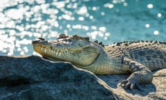 Saltwater crocodile