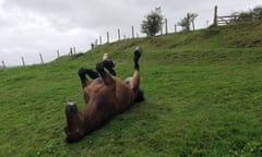 Yoga Horse