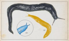 Illustration of ash-black slug