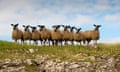 A group of lambs on a rocky outcrop