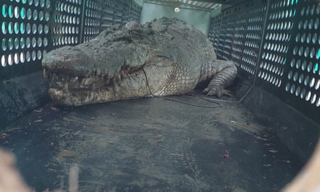 Hear it roar: 3.9-metre saltwater crocodile captured in north Queensland – video