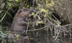 Eurasian beavers love gnawing on trees. 