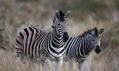 Zebras are seen at the iconic Kruger National Park, in Mpumalanga Province, Skukuza, South Africa, June 21, 2023. REUTERS/Siphiwe Sibeko