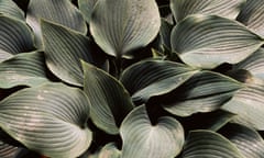 Hosta