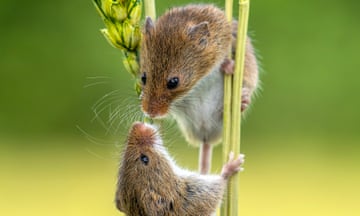 A pair of harvest mice greet each other on wheat stems in Dorset, UK