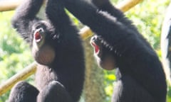 Jon and Cimung screaming [Release of ] couple Jon and Cimung, male and female Siamang gibbons, Siamang Rehabilitation Centre in south Sumatra, Indonesia.