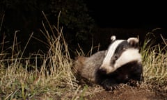 A badger rests on a patch of grass at night.