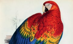 Red and Yellow Maccaw  by Edward Lear