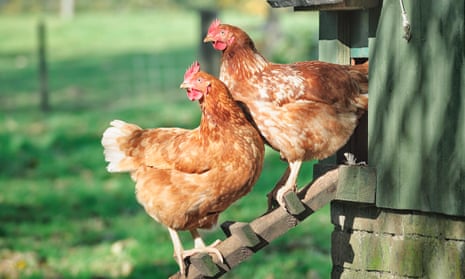 Two hens outside their coop.