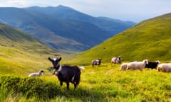 Flock of sheep and goat in the mountains at summer