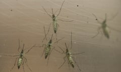 Female Aedes aegypti mosquitoes