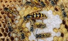 Common wasps in their nest