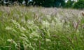 Meadow grass flowers © Maria Nunzia @Varvera