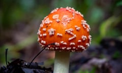 Toadstool