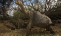 The giant tortoise Lonesome George, last survivor of his Galapagos Islands subspecies, at the Darwin research centre on Santa Cruz Island, Ecuador, where he died last weekend.