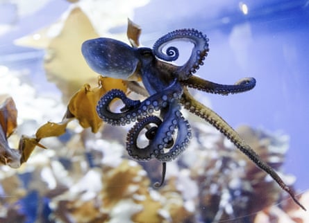 More like us than our hubris allows … an octopus in an aquarium in Timmendorfer Strand, Germany.