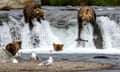 Brown bears fish for sockeye salmon