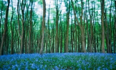 Bluebells in a beech woodland on a windy day
